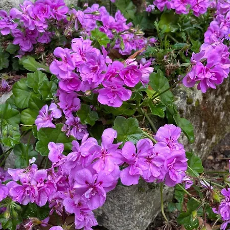 Maison M On The Dordogne Luxurious Apartment